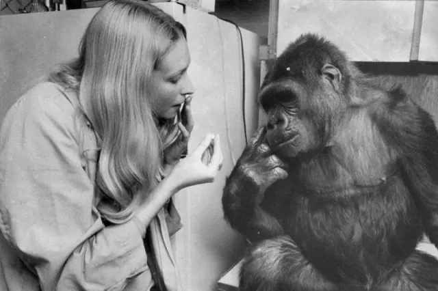 Penny Patterson and Koko facing each other