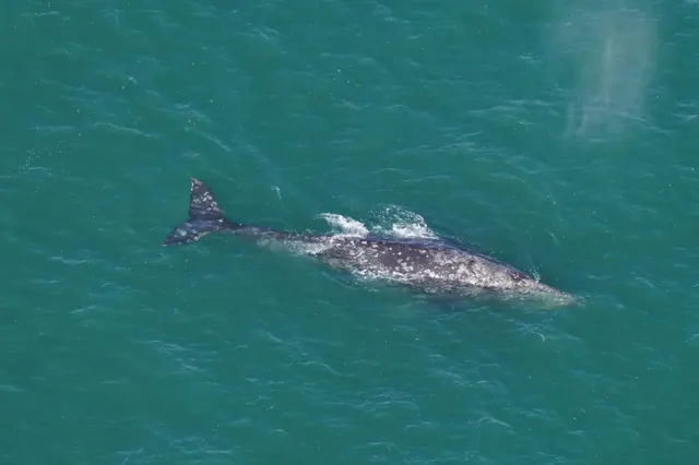 Gray whale photographed from above south of Nantucket on March 1, 2024