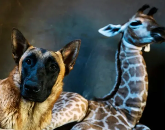 Illustration for “A Dog Befriends A Rescued Baby Giraffe and Their Friendship Is Adorable”