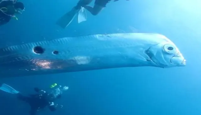 An oarfish with round marks along its body near divers underwater.