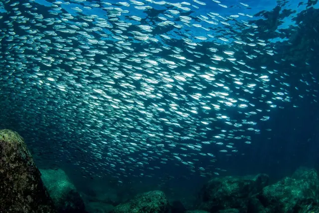 School of fish underwater