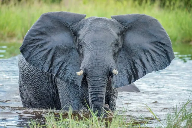 An elephant standing in water in an illustrative Botswana photograph