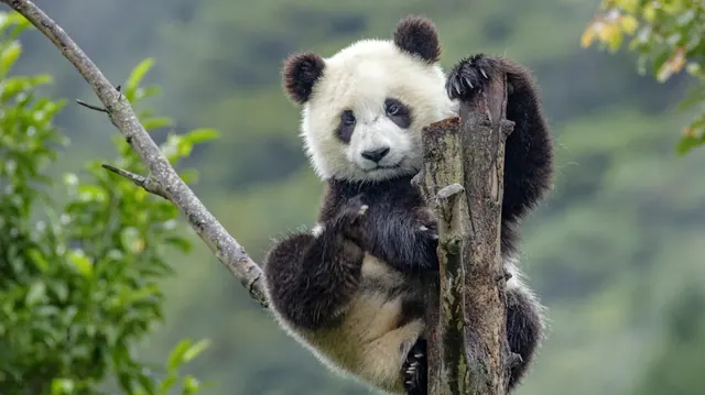 A giant panda beside a tree in an illustrative photograph