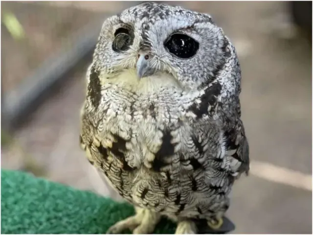 Illustration for “See The Universe Through The Sparkling Eyes Of Saved Blind Owl”