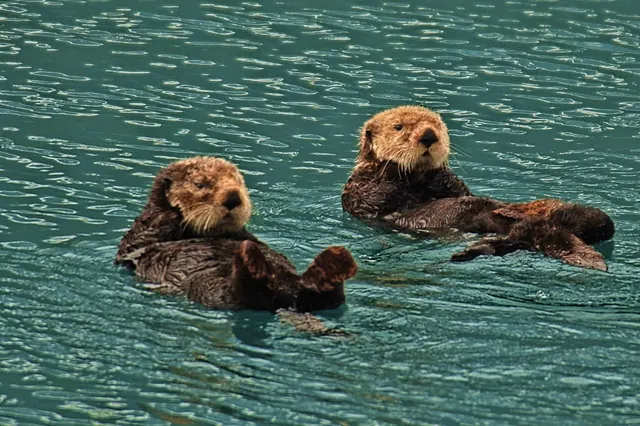 Two sea otters float on their backs in the water.
