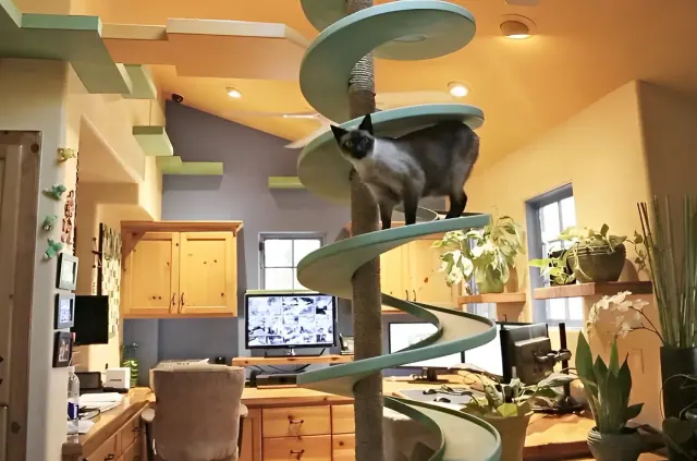 Illustration for “Nearly $50,000 on Catwalks: Inside a Home Built Around Rescue Cats”