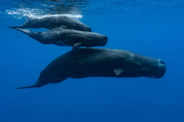 Several sperm whales swimming together in blue water