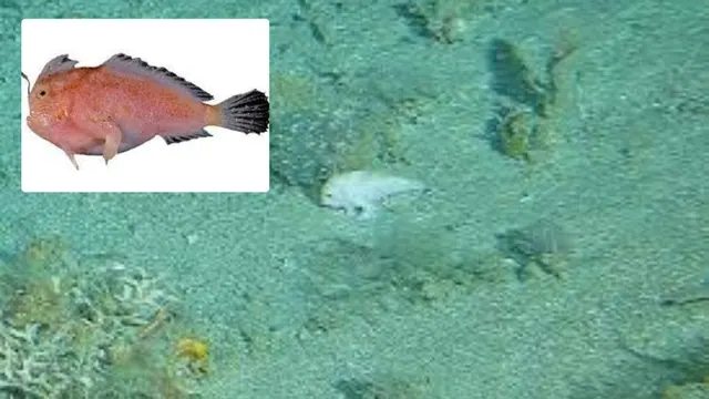 A seabed camera image with a small pale handfish and an inset photograph of a handfish specimen.