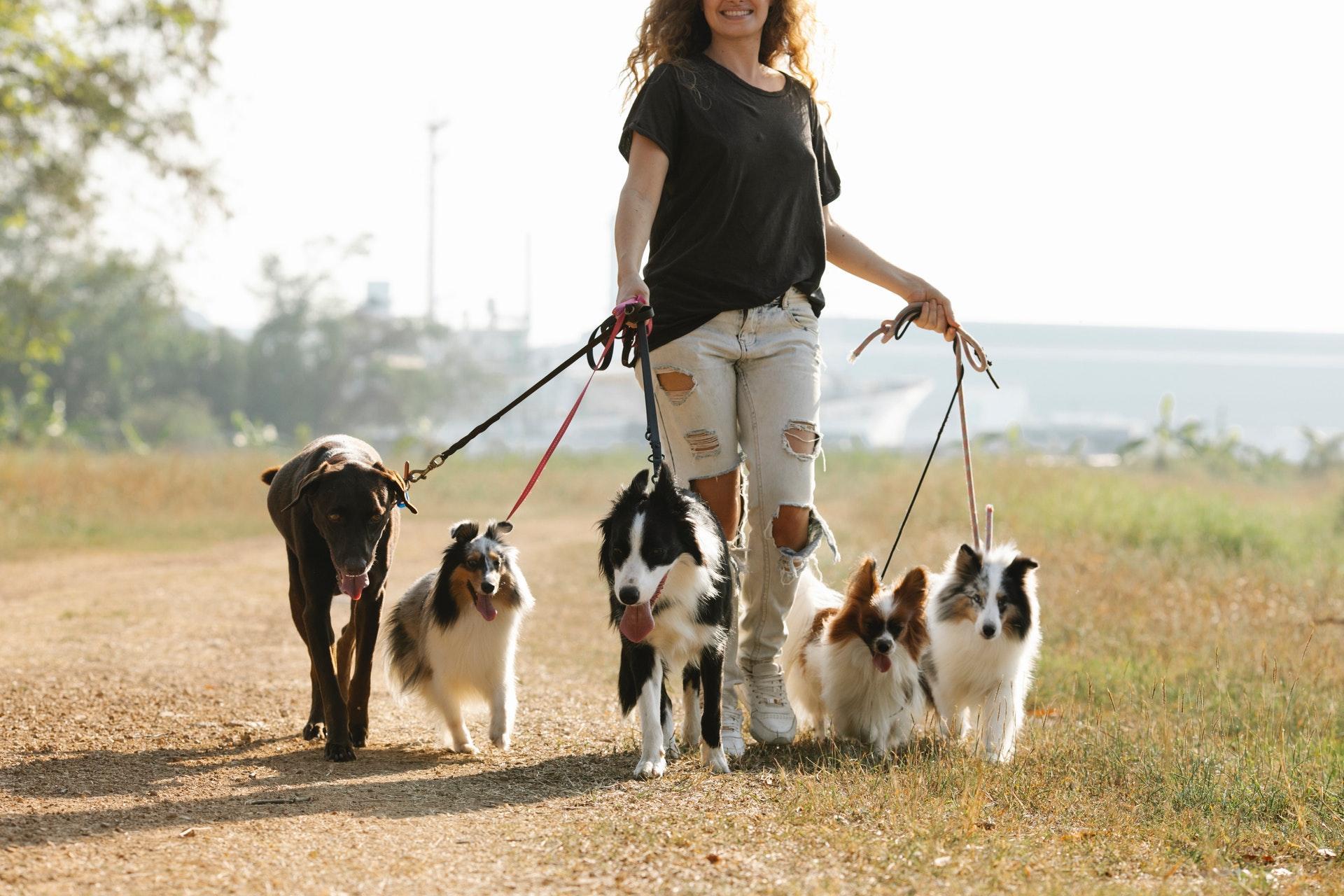 Person walking several dogs outdoors