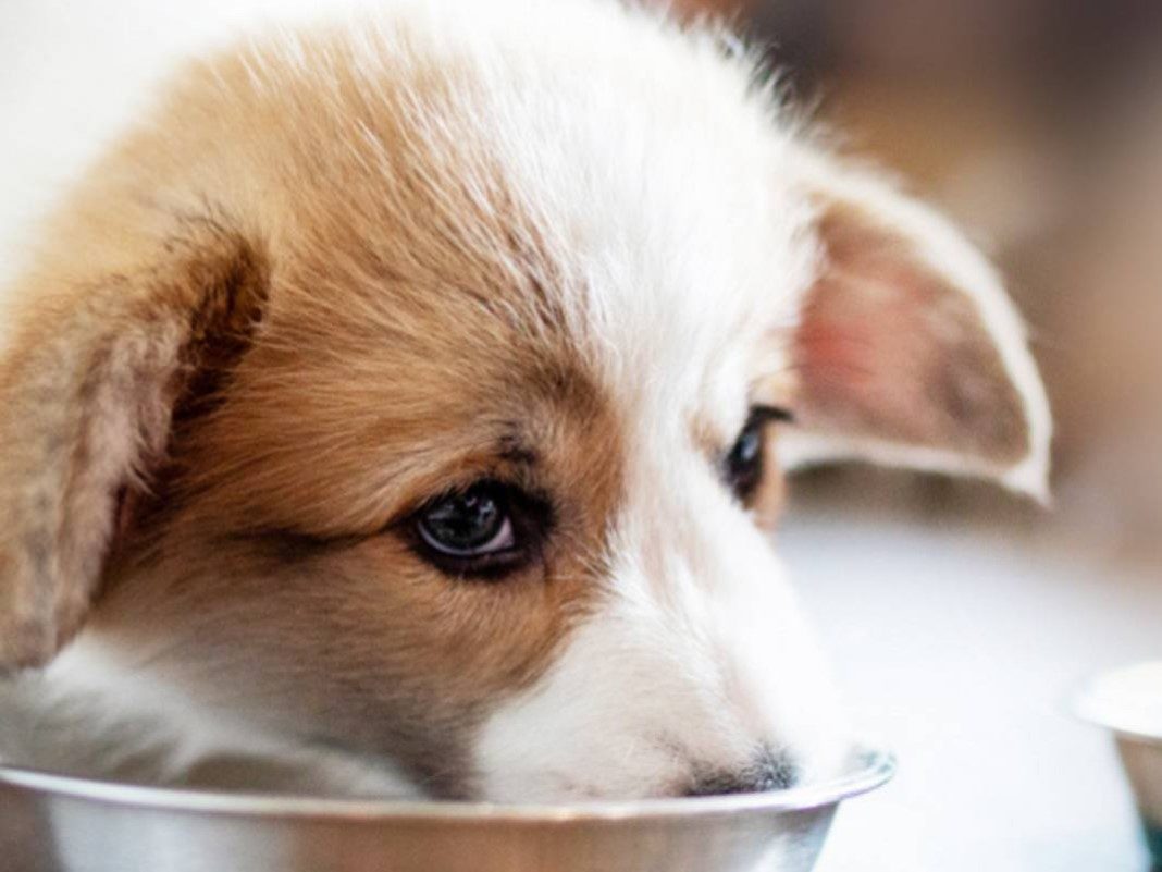 A small brown-and-white dog eating from a metal bowl.