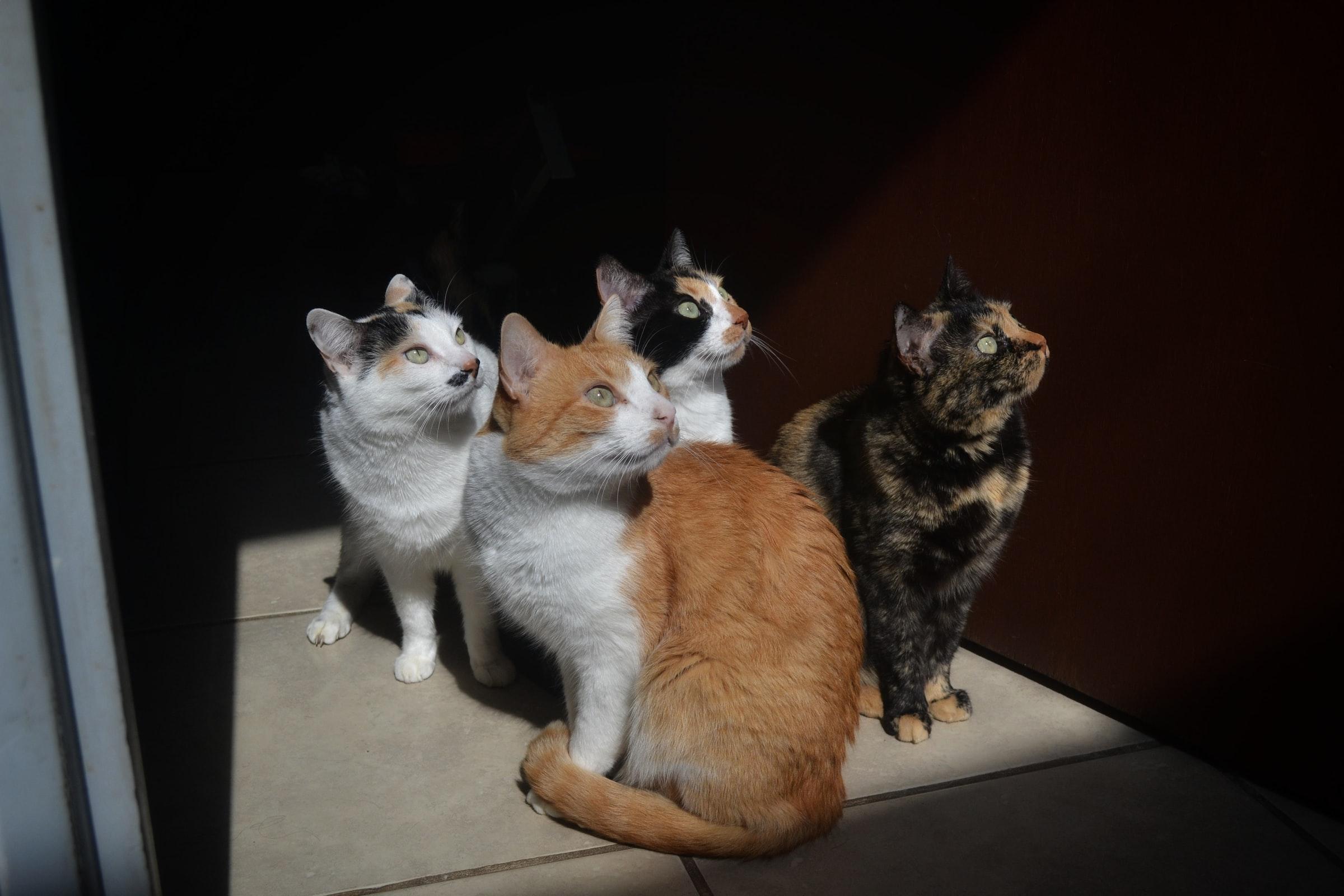 Several cats sitting together by a window