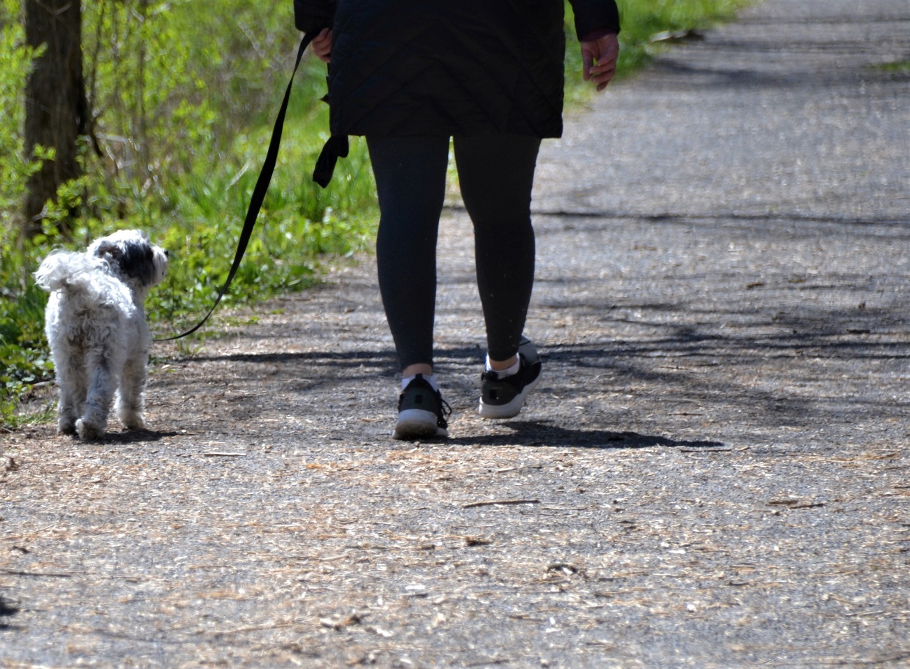 A person walking a small dog on a wet path