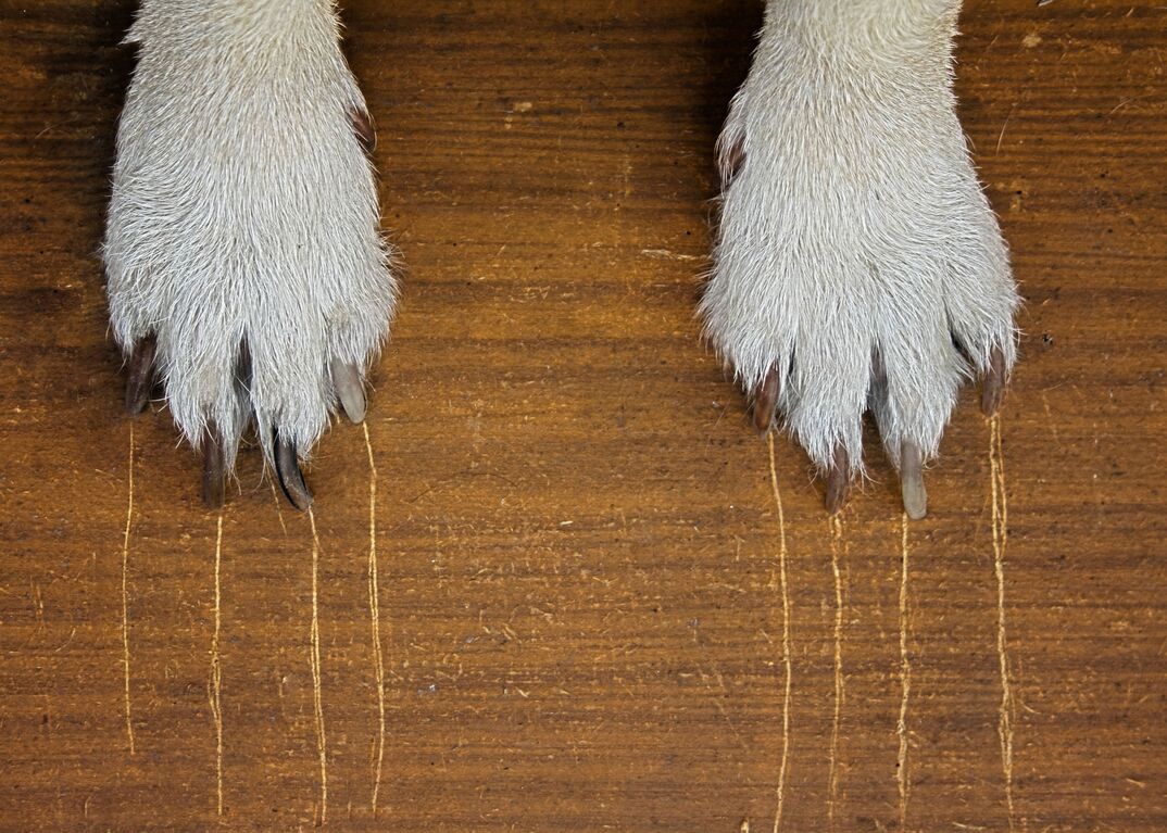 Dog paws on a scratched wooden floor